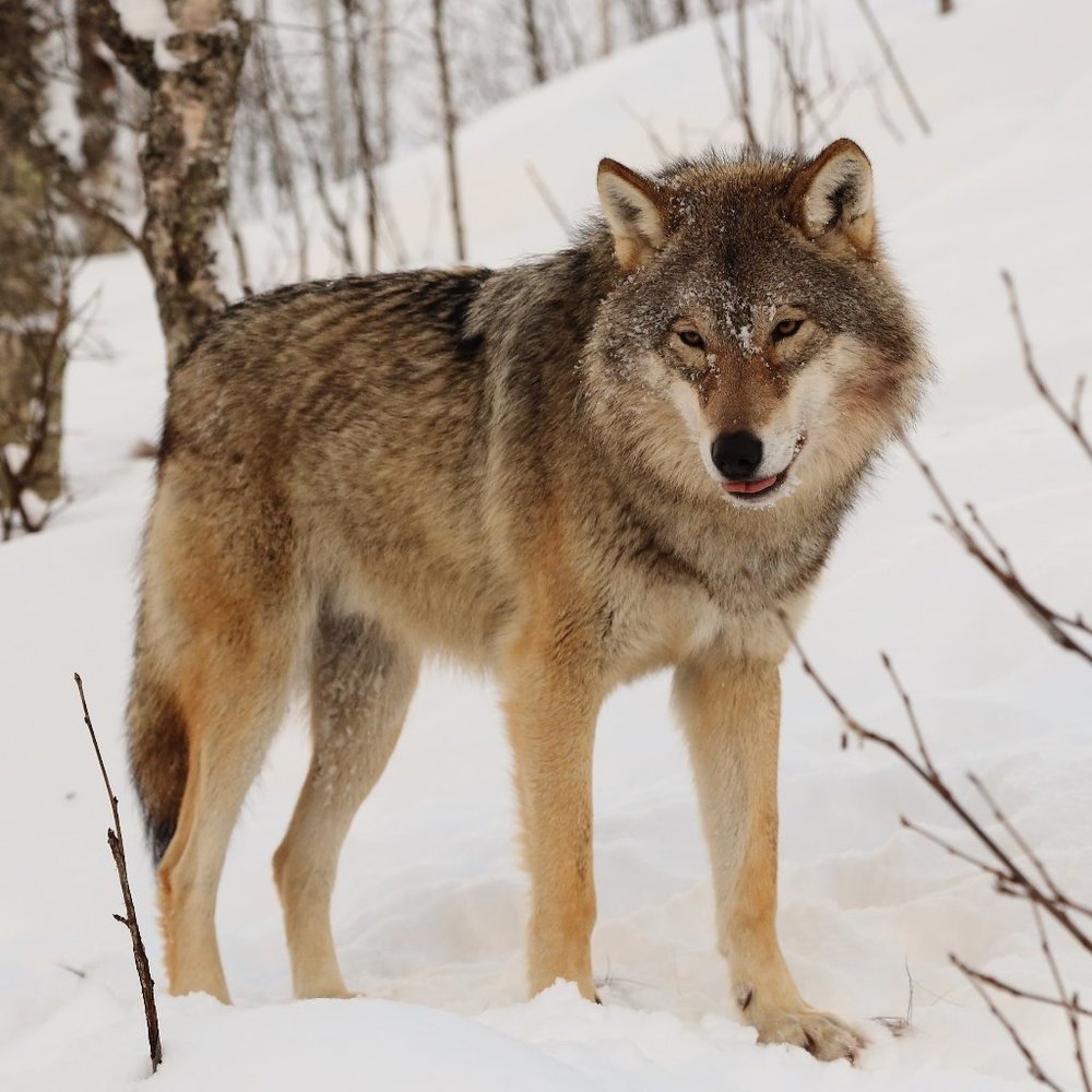 Meet your Posher, Martin